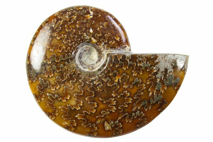 Polished Cretaceous Ammonite (Cleoniceras) Fossil - Madagascar #305916